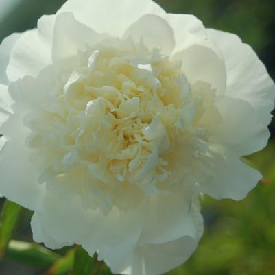 Paeonia lactiflora 'Duchesse De Nemours'