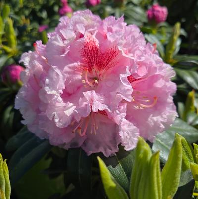 Rhododendron Holden's™ Pink Flare