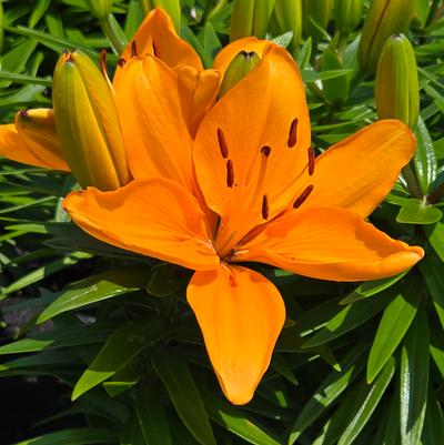 Lilium asiatic Fantasiatic Peach