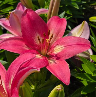 Lilium asiatic Fantasiatic Raspberry
