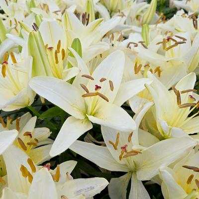 Lilium asiatic Fantasiatic White
