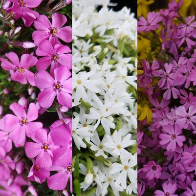 Phlox subulata Medley