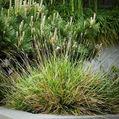 Sesleria x 'Greenlee Hybrid'