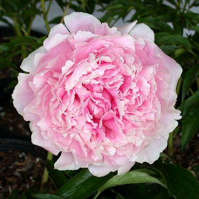Paeonia lactiflora 'Sarah Bernhardt'