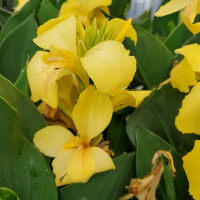 Canna x generalis Cannova® Yellow