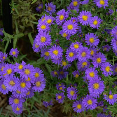 Aster novae-angliae Kickin® Purple
