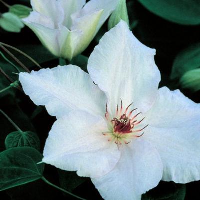 Clematis x 'Snow Queen'
