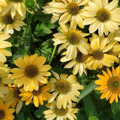 Echinacea x 'Sunmagic Vintage Mango'
