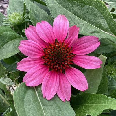 Echinacea x Sunmagic® 'Vintage Pink'