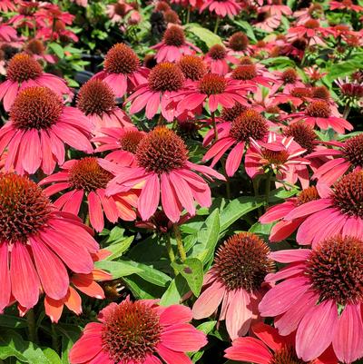 Echinacea x 'Sunmagic Vintage Ruby'