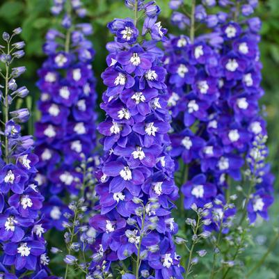 Delphinium x Delgenius™ 'Blue Fabulosa'