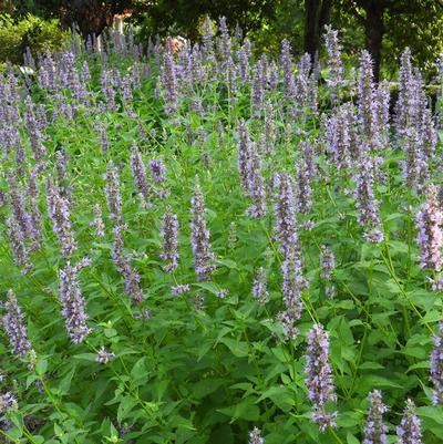 Agastache x 'Black Adder'