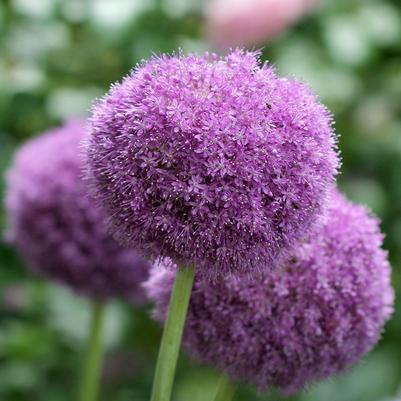 Allium x 'Party Balloons'