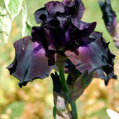 Iris germanica 'Superstition'