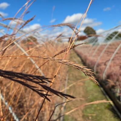 Andropogon gerardii 'Dancing Wind'