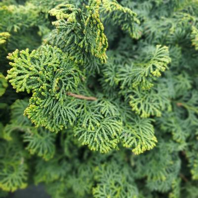 Chamaecyparis obtusa 'Kosteri'