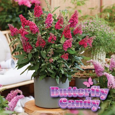 Buddleia davidii Butterfly Candy® Li'l Raspberry™
