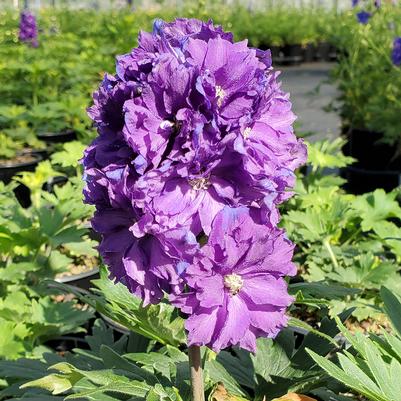Delphinium x Delgenius™ Kingsley
