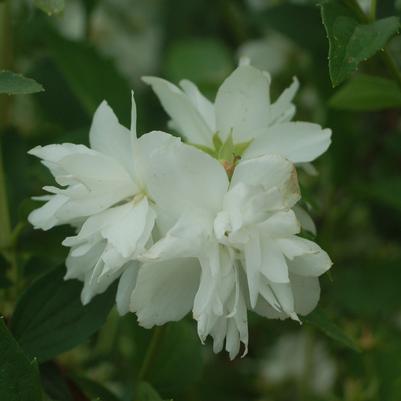 Philadelphus 'Buckley's Quill'