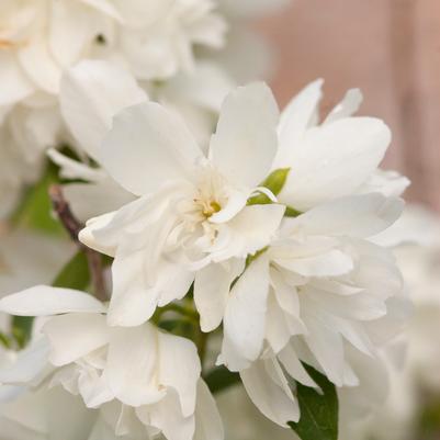 Philadelphus 'Snowbelle'
