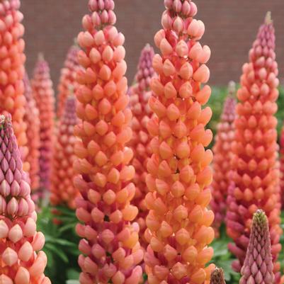 Lupinus polyphyllus Westcountry™ 'Salmon Star'