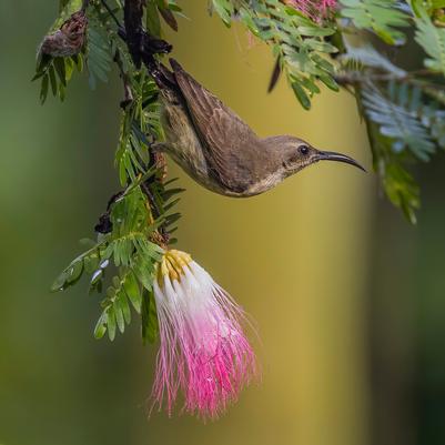 Albizia julibrissin 