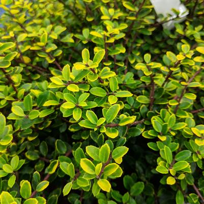 Ilex crenata 'Golden Helleri'