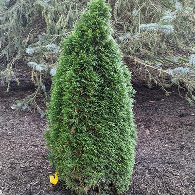 Thuja occidentalis Emerald Petite™