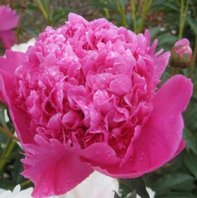 Paeonia lactiflora 'Petite Renee'