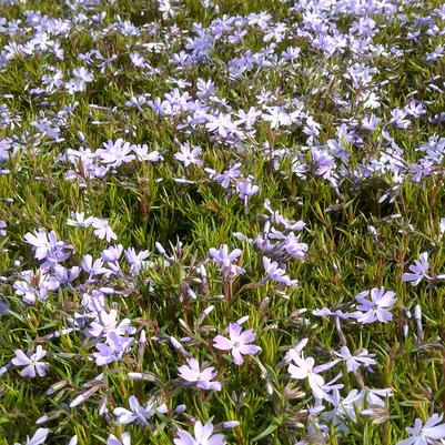 Phlox subulata 'Emerald Blue'