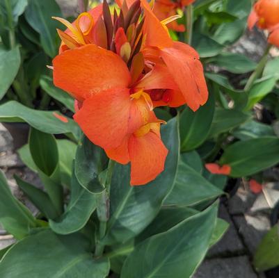 Canna x generalis Cannova® Orange Shades