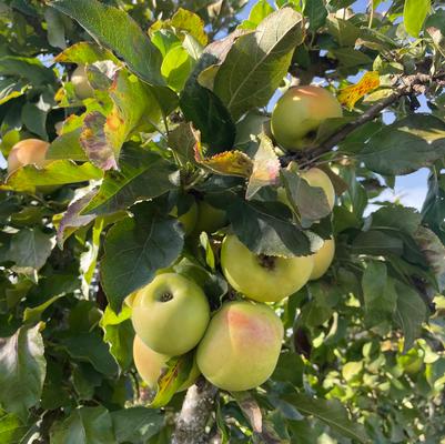 Malus Fruit Snacks™ Golden Treat™