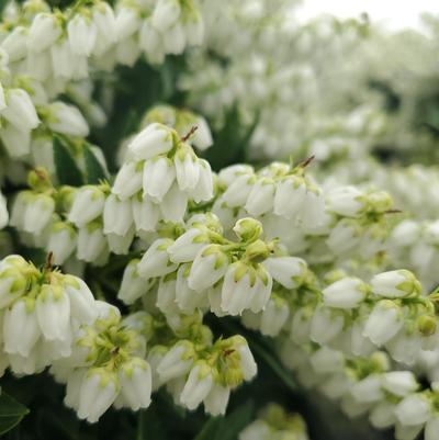 Pieris jap. yak. 'Prelude'