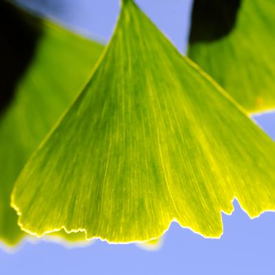 Ginkgo biloba 