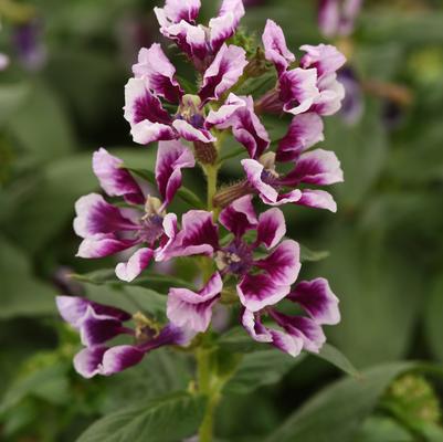 Cuphea Sweet Talk™ Lavender Splash