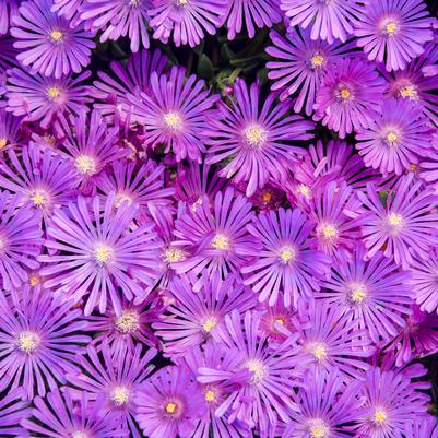 Delosperma x KALEIDOSCOPE™ 'Orchid Flash'
