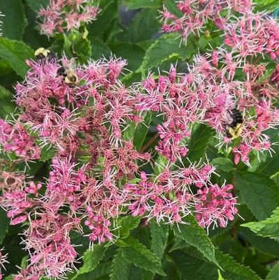 Eupatorium dubium 'Little Pye'