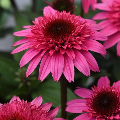 Echinacea x Double Scoop™ Watermelon Deluxe