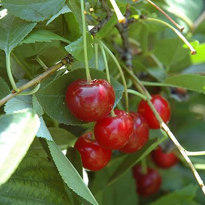 Prunus x Romance 'Crimson Passion'